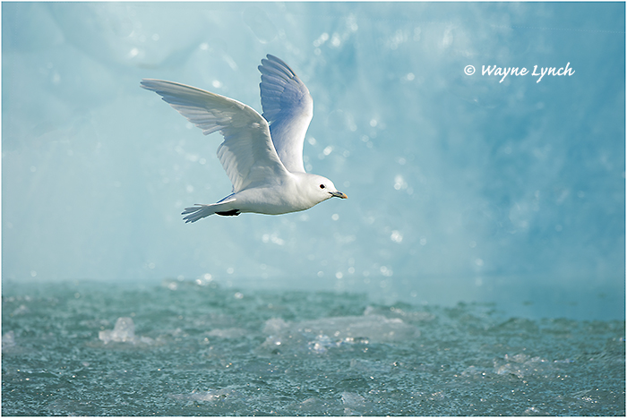 Ivory Gull (Endangered Species) 112 by Dr. Wayne Lynch &copy;
